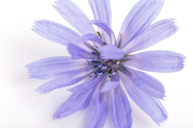 Fiore blu di cicoria vicino su sfondo bianco