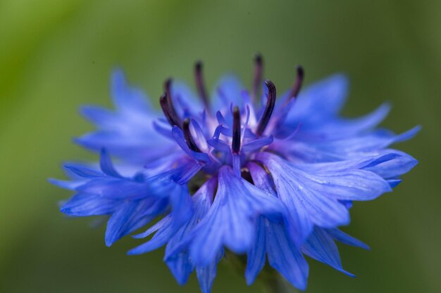 Fiore blu di fiordaliso nel campo Fiordalisi blu su sfondo verde