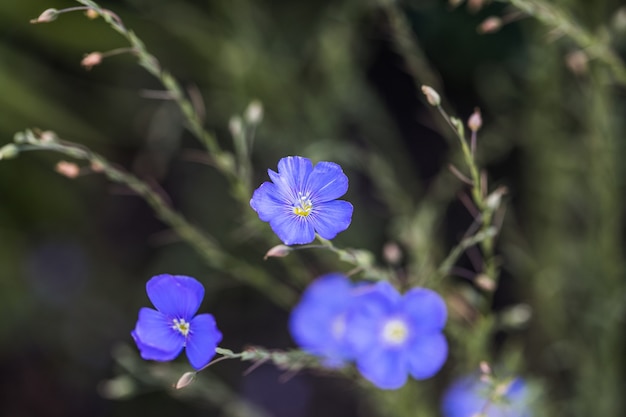 fiore blu di fiori di lino su fondo erboso Campo agricolo di lino industriale