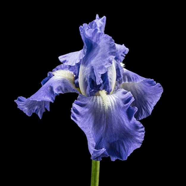 Fiore blu di iris isolato su sfondo nero