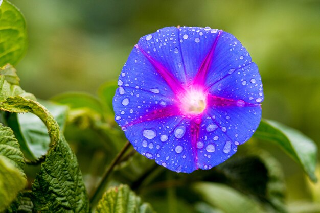 Fiore blu di morning-glory (ipomoea) con gocce di pioggia