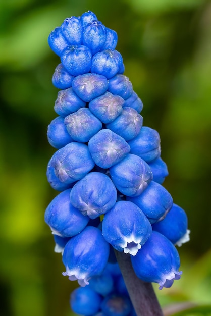 Fiore blu di muscari nel giardino di primavera