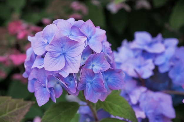 Fiore blu e foglie verdi dell'ortensia con le gocce dopo la pioggia. L'ortensia fiorisce di estate nel giardino floreale.