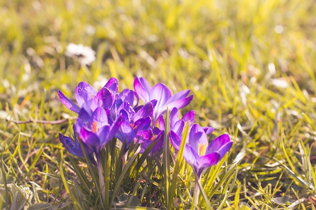 fiore blu fiori gialli cilla bifolia fiore blu Petrov croce narcisi squamosi