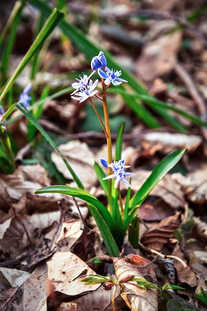 Fiore blu gloria della neve nella foresta