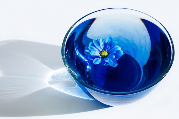 Fiore blu nel bicchiere con acqua