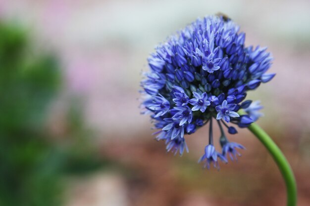 Fiore blu nel giardino vicino, periodo estivo