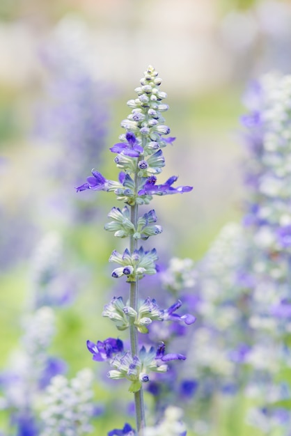 fiore blu salvia in natura, fuoco molto poco profondo