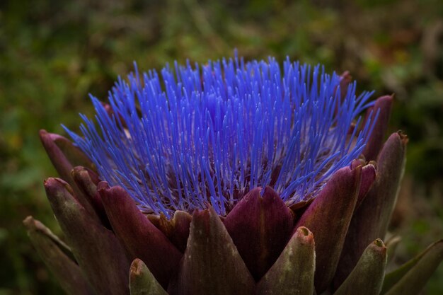 Fiore blu violetto del fiore di carciofo