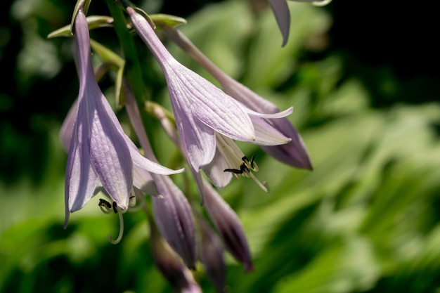 Fiore Bluebell giardino