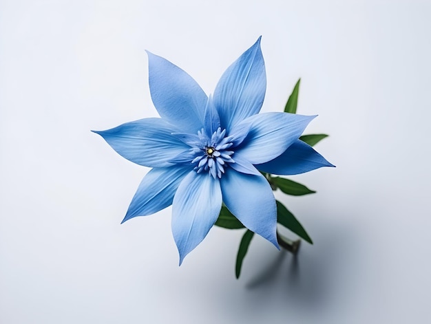 Fiore Bluestar sullo sfondo dello studio singolo fiore Bluestar bellissimo fiore ai immagine generata