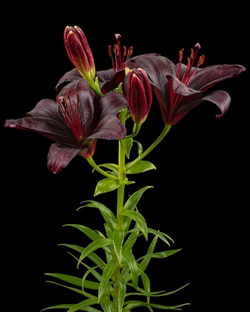 Fiore bordeaux scuro di giglio isolato su sfondo nero