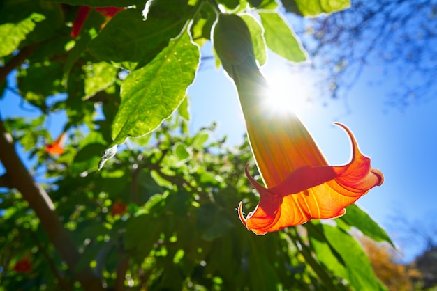 Fiore Brugmansia sanguinea Tromba di angeli