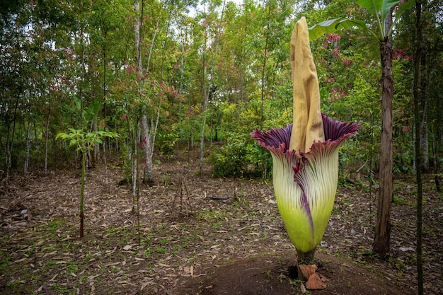 fiore cadavere o Amorphophallus titanum nella foresta