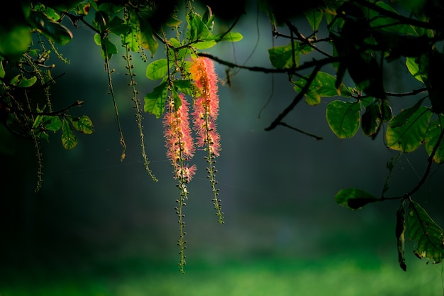 Fiore Callistemon Citrinus