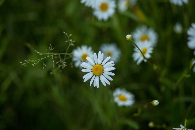 Fiore, camomilla, primo piano della pianta, naturale