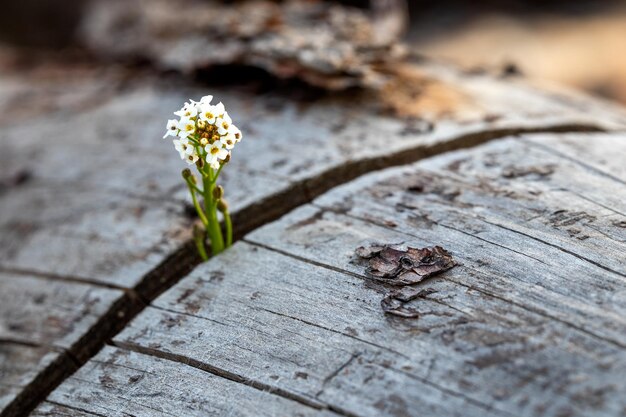 Fiore che cresce tra l'albero secco