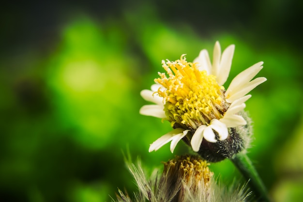 fiore che fiorisce nel campo che fiorisce nel giardino