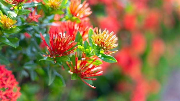 Fiore che fiorisce su uno sfondo rosso di fiori