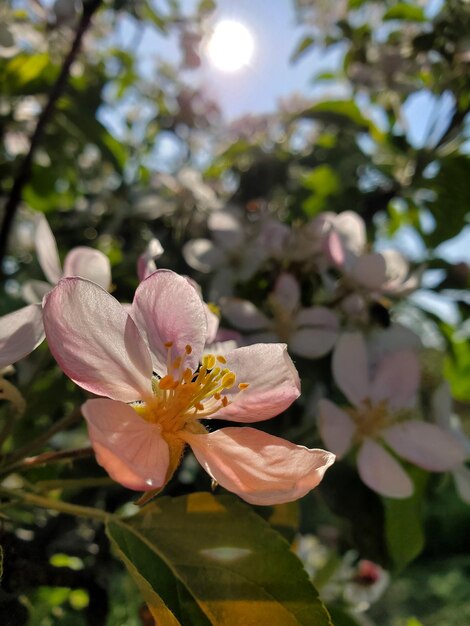 Fiore che sboccia sul ramo di un albero Verde primaverile