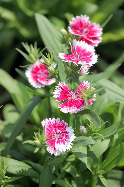 Fiore chinensis Dianthus fucsia.