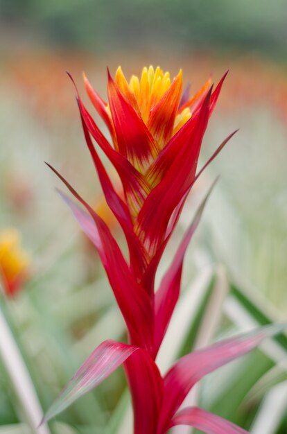 Fiore colorato bromeliacea