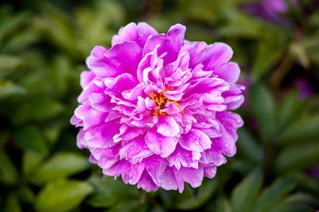 Fiore colorato dalia nel giardino