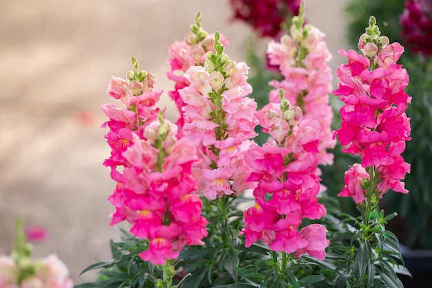 Fiore colorato di Bocca di Leone Antirrhinum majus