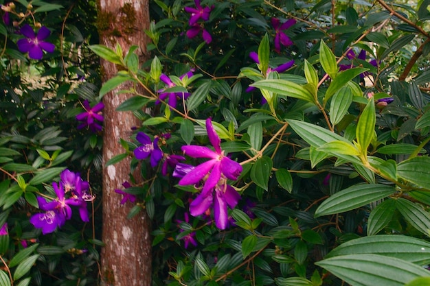 Fiore Colorato In Fiore Sfondo