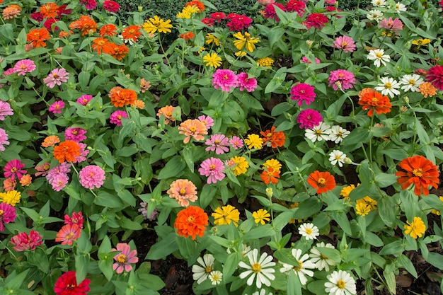 fiore colorato nel giardino