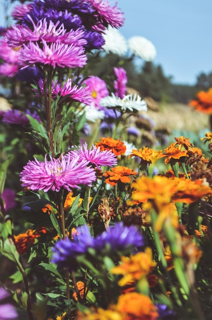 fiore colorato nel giardino