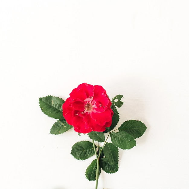 Fiore colorato rosa rossa su bianco