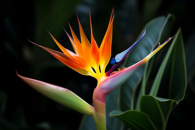 Fiore colorato uccello del paradiso nelle giungle verdi da vicino