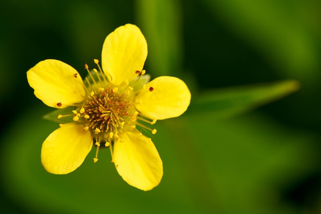 fiore con petali colorati