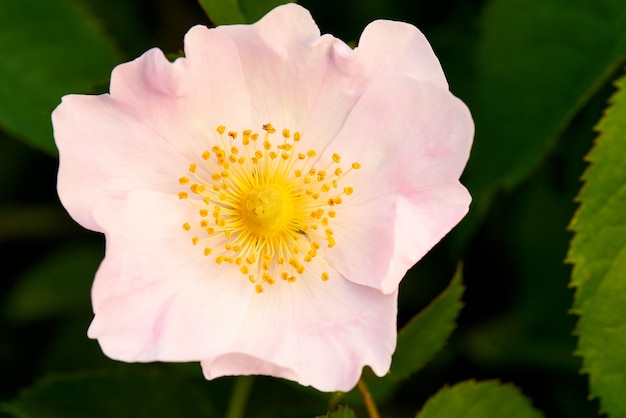 fiore con petali colorati