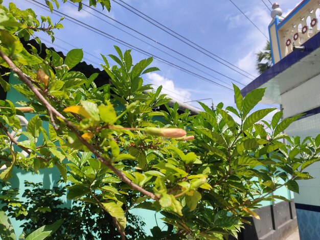 Fiore con un cielo bellissimo