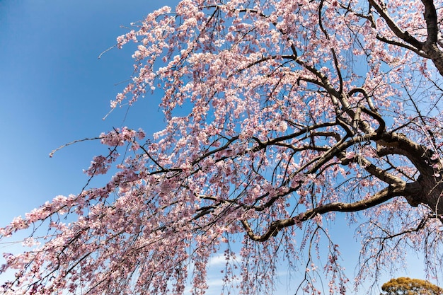 Fiore contro il cielo blu