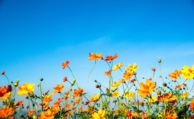 Fiore contro il cielo blu