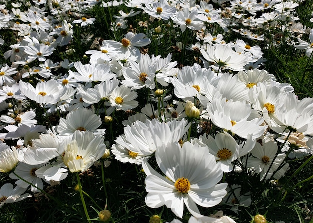 Fiore cosmo bianco in giardino