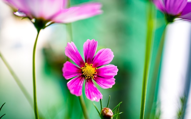 fiore cosmo fiore a kathmandu nepal