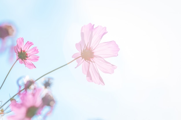 Fiore. Cosmo rosa su cielo blu