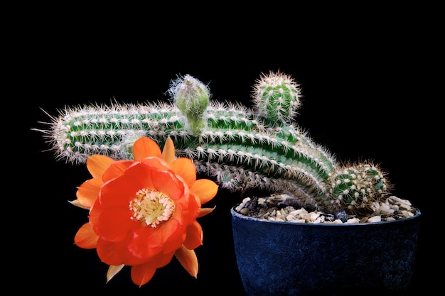 Fiore d'arancio della fioritura del cactus echinopsis