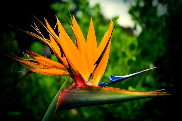 Fiore d'arancio esotico Strelitzia Fiore dell'uccello del paradiso in Sud Africa