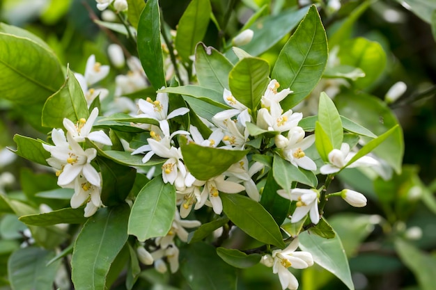 Fiore d'arancio fresco, fiore di agrumi