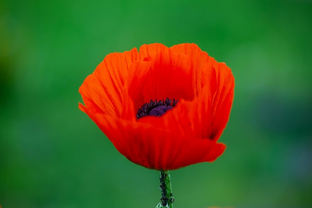 Fiore d'arancio in fiore di papavero orientale su una fotografia macro di sfondo verde in una giornata estiva