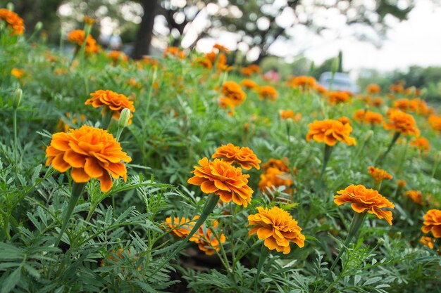 Fiore d'arancio in giardino