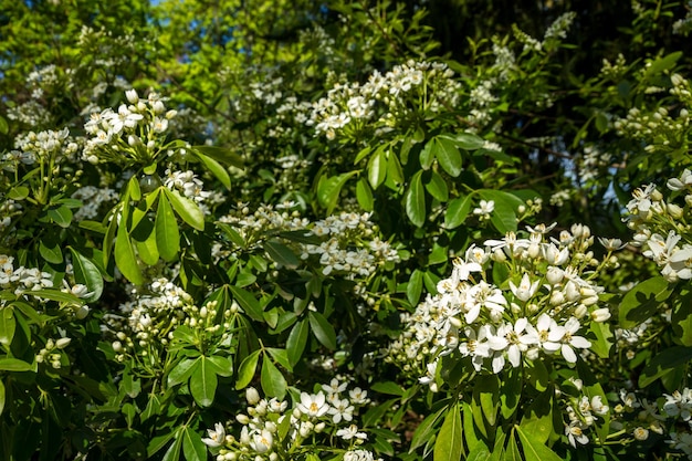 Fiore d'arancio messicano in primavera