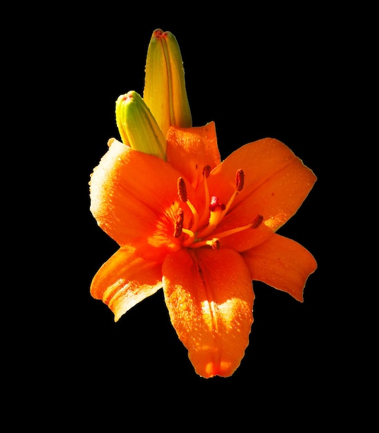 Fiore d'arancio su sfondo nero Un fiore isolato Giglio luminoso