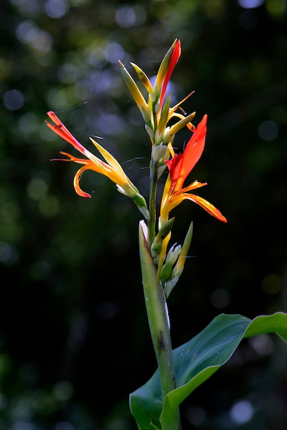 Fiore d'arancio sul giardino