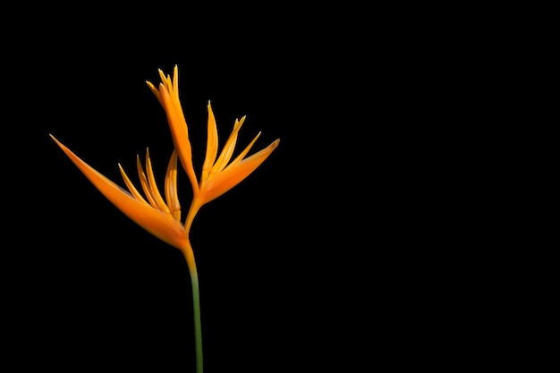 Fiore d'arancio uccello del paradiso isolato su nero